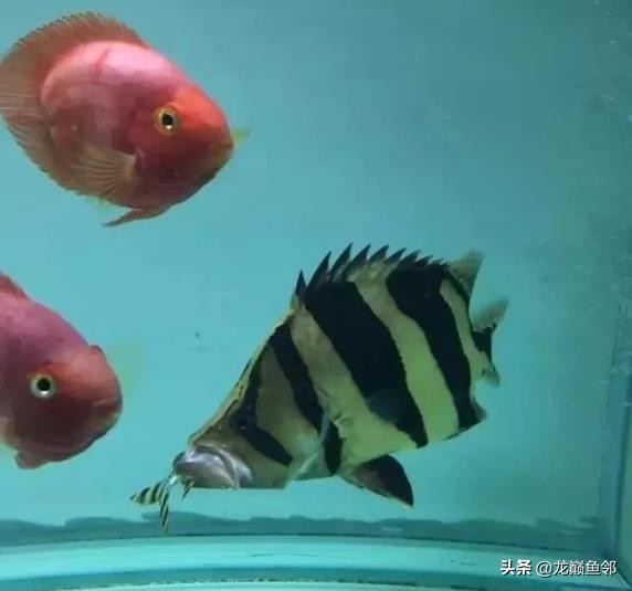 巴西亚能和飞凤一起混养吗,金龙巴西亚飞凤混养