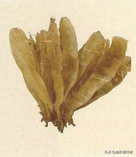 哪种鱼胶最好7种鱼胶的分类,鱼胶知识与食用方法