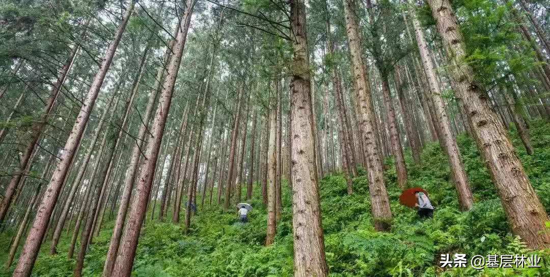 杉木速生丰产林生产量标准,杉木二代林如何优质丰产