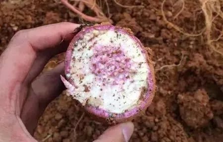 广东广州秋天正确的打开方式,广州花都夏天的好去处