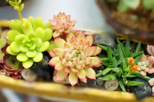 花卉绿植要怎么养护才长得好,养花技巧家庭养护绿植的小方法