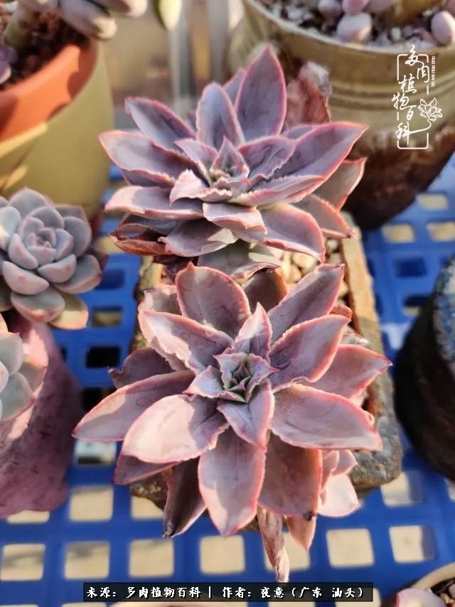 广东春天多肉图片大全,这个季节的多肉状态是最美的