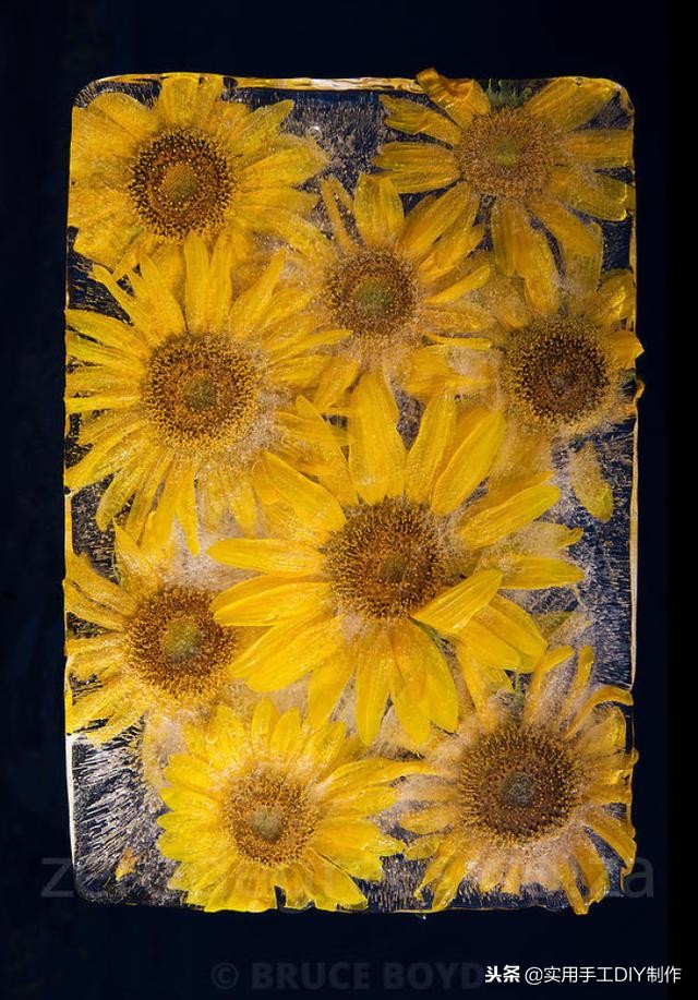 鲜花摄影作品欣赏,高清鲜花美图