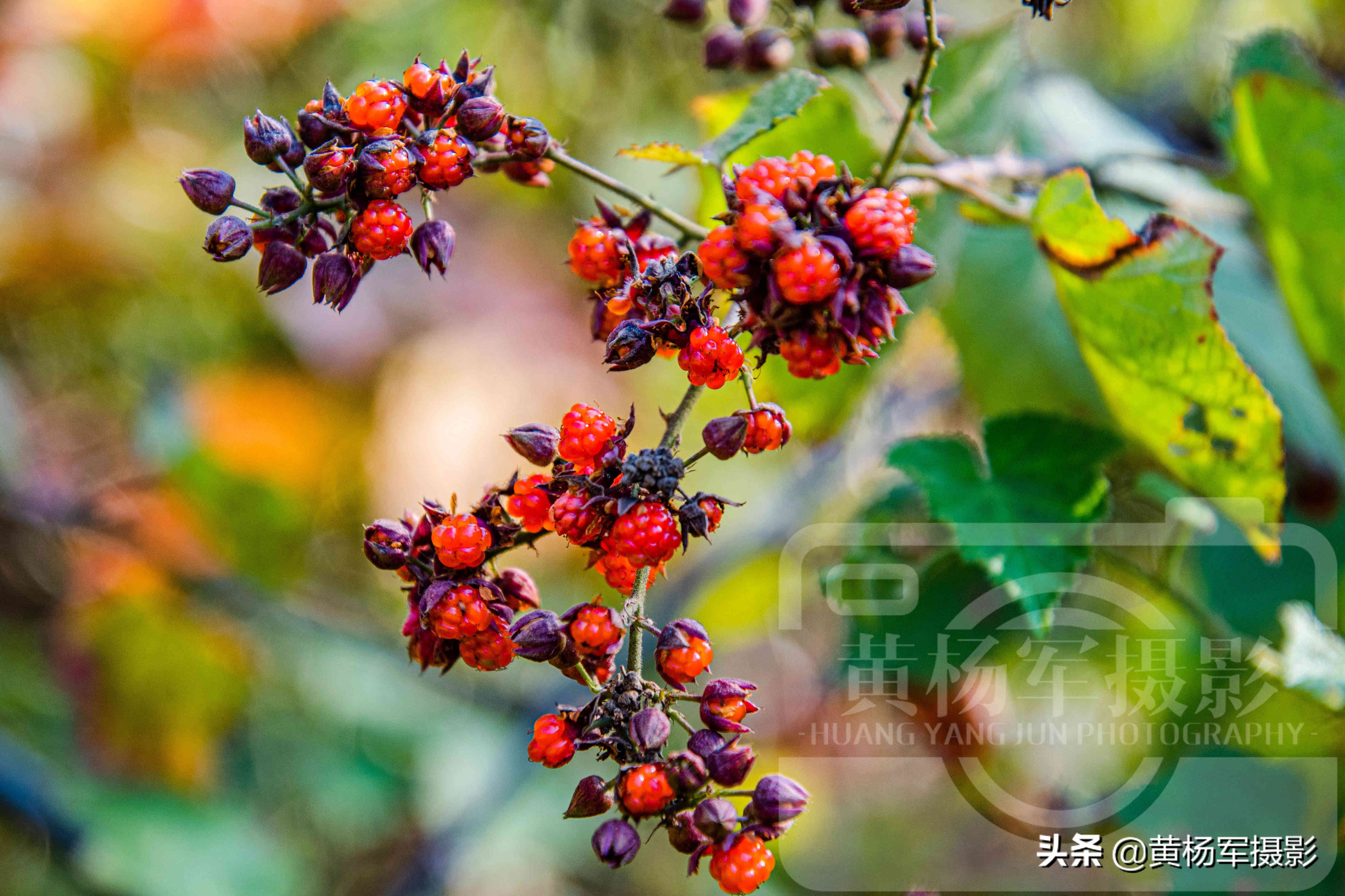高粱泡黄色野果,高粱泡野果叫什么