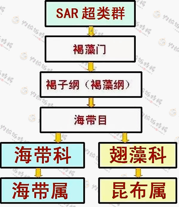 海带昆布区别,昆布就是海带吗有什么区别
