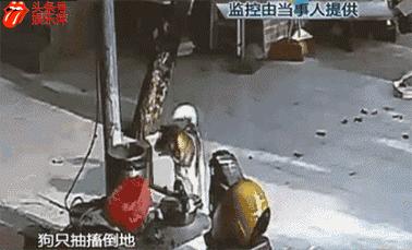 盗窃宠物狗怎么处理,蜀黍提醒