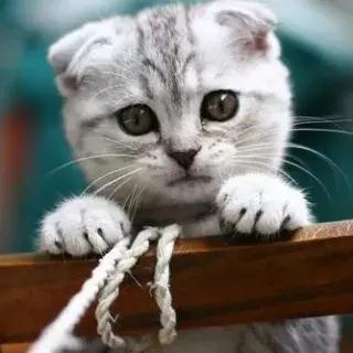 宠物生活节南京,南京宠物文化节活动