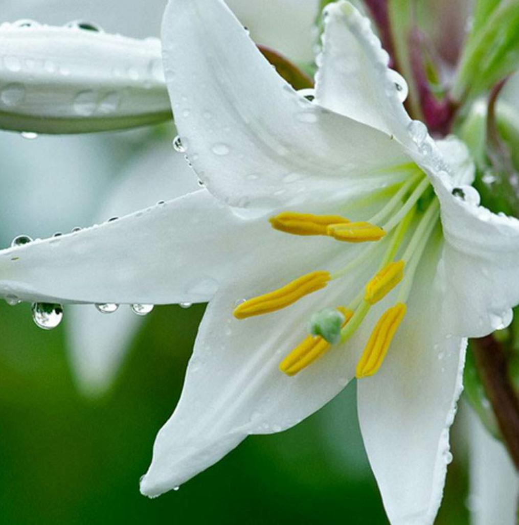 百合花怎么养才能使它开花不长高,百合花怎么养花期长得快