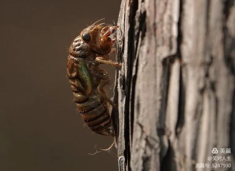 金蝉什么时间退壳,金蝉怎么延迟脱壳