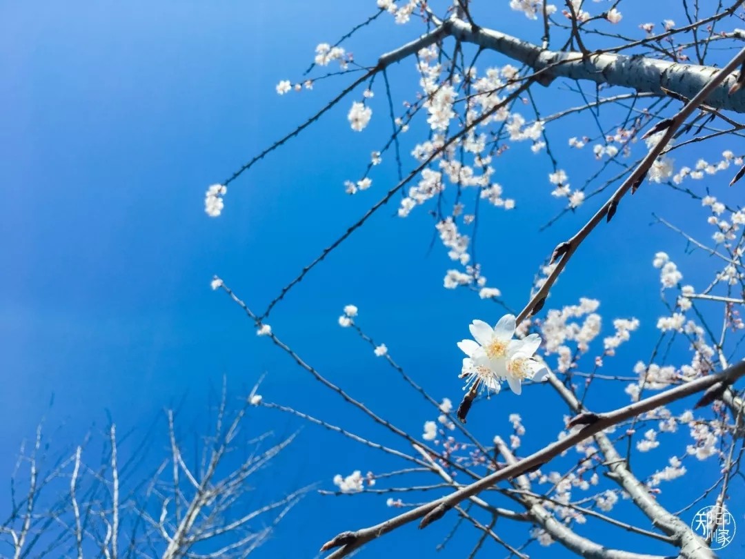 郑州长寿山旅游景点免费开放,郑州只有河南景点免费吗