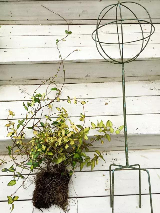 家庭棒棒糖花束制作教程,家庭园艺的制作方法