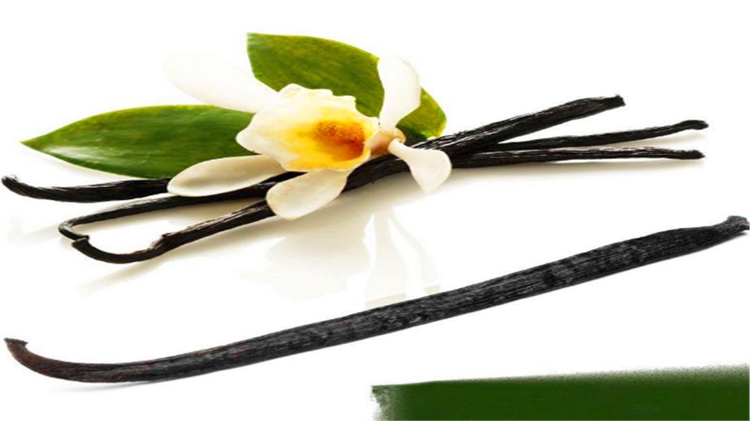 香草的味道原本是臭的？还是世界上最贵的香料，太出乎意外了