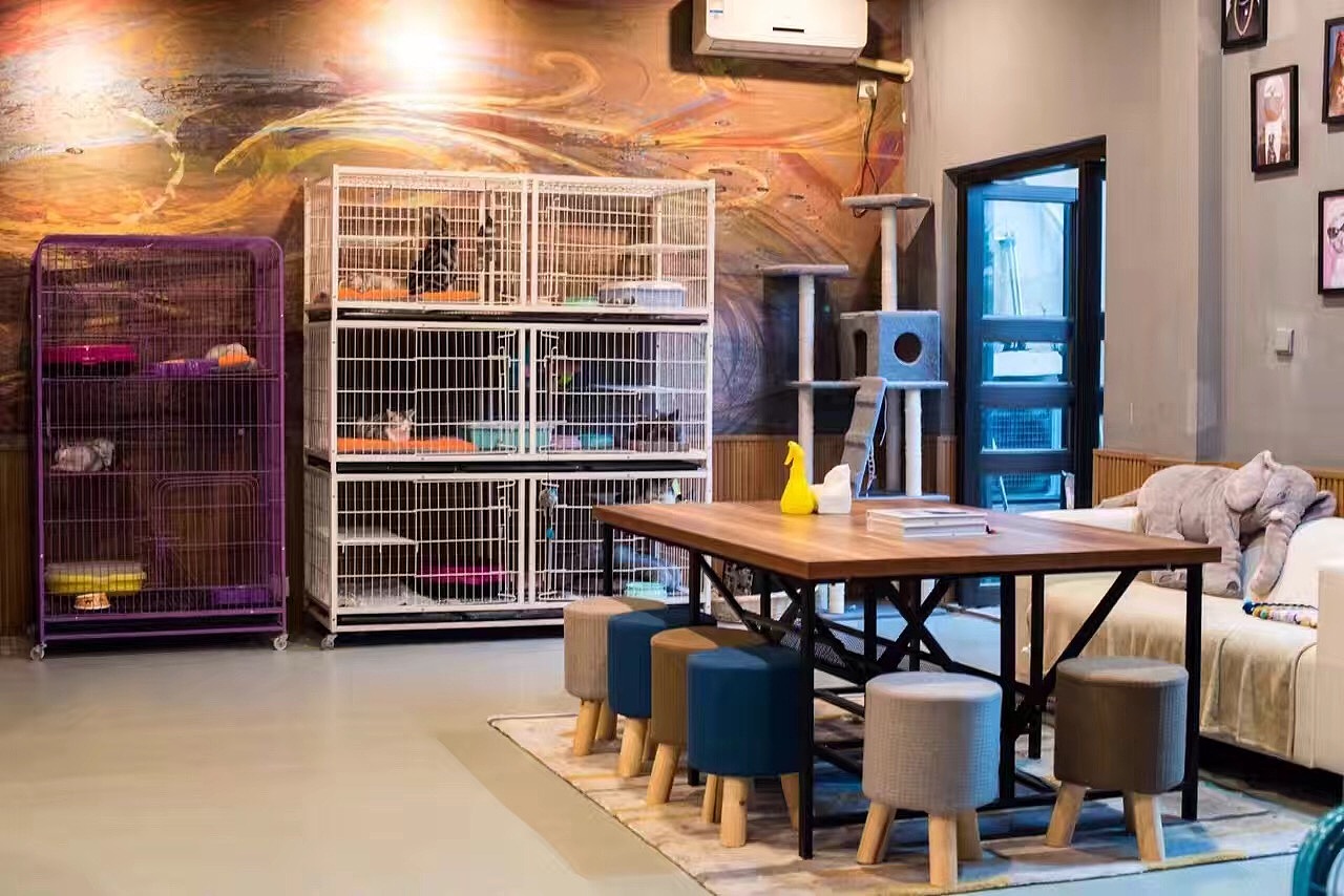 宠物店购猫存有风险，欲挑选健康小猫，三点细节把控不可少