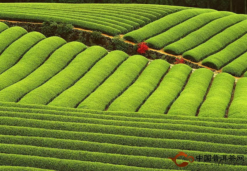 中国茶叶的分类和功效大全,中国茶叶的分类及代表茶