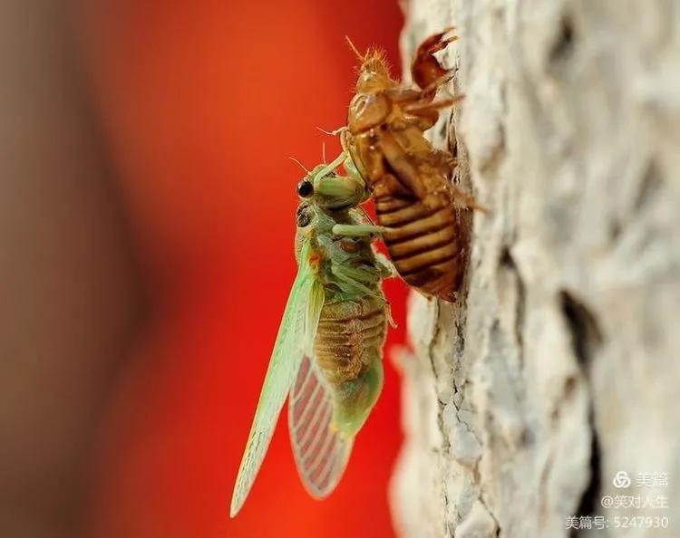 金蝉什么时间退壳,金蝉怎么延迟脱壳