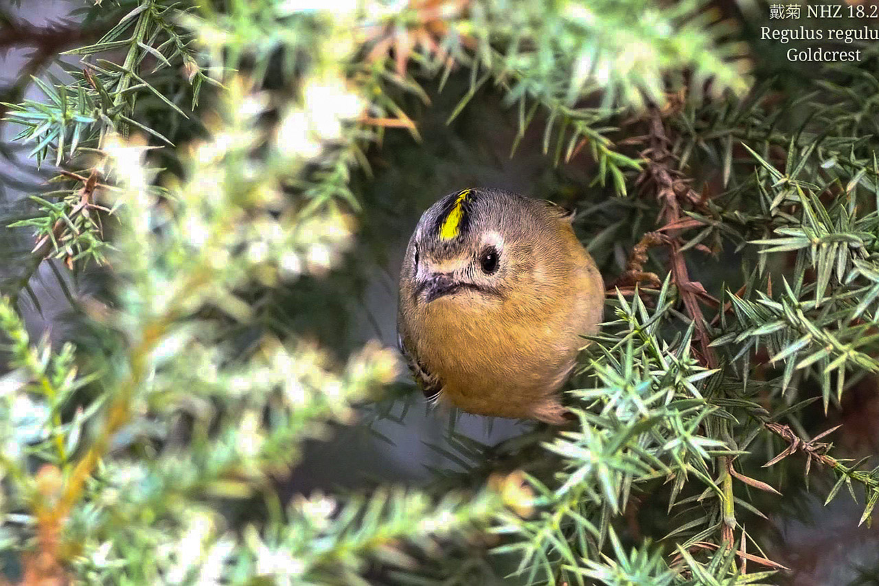 被飞舞灵动的小鸟抓住了心静心老师的奥林巴斯拍鸟故事