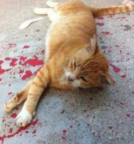 猫咪有血迹,猫咪倒在主人怀里