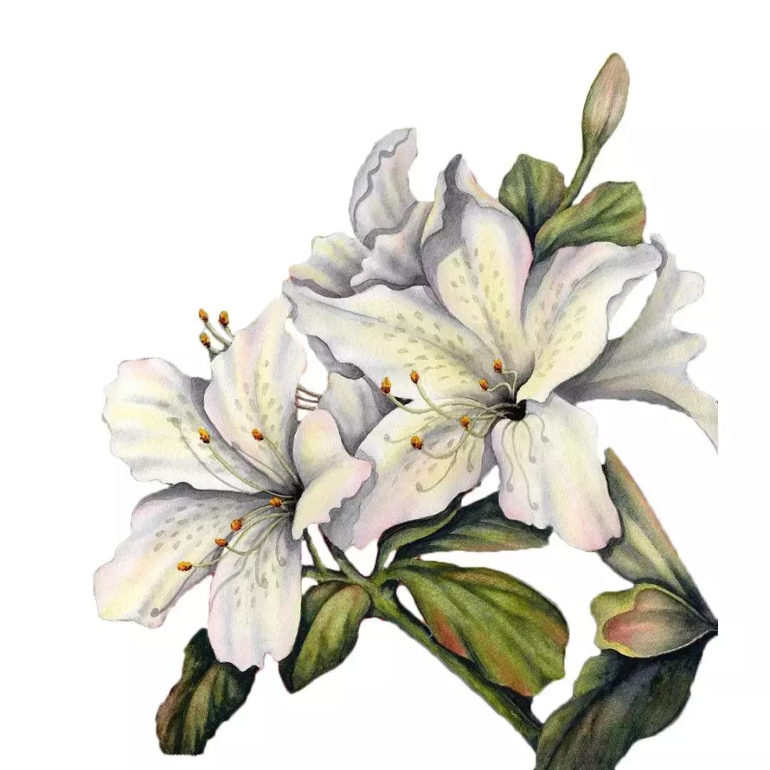 芦丹氏的铁百合,芦丹氏铁百合好闻吗