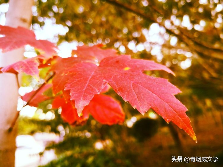 贺神舟十五号发射成功的七律诗,七律祝贺神舟十三号胜利归来