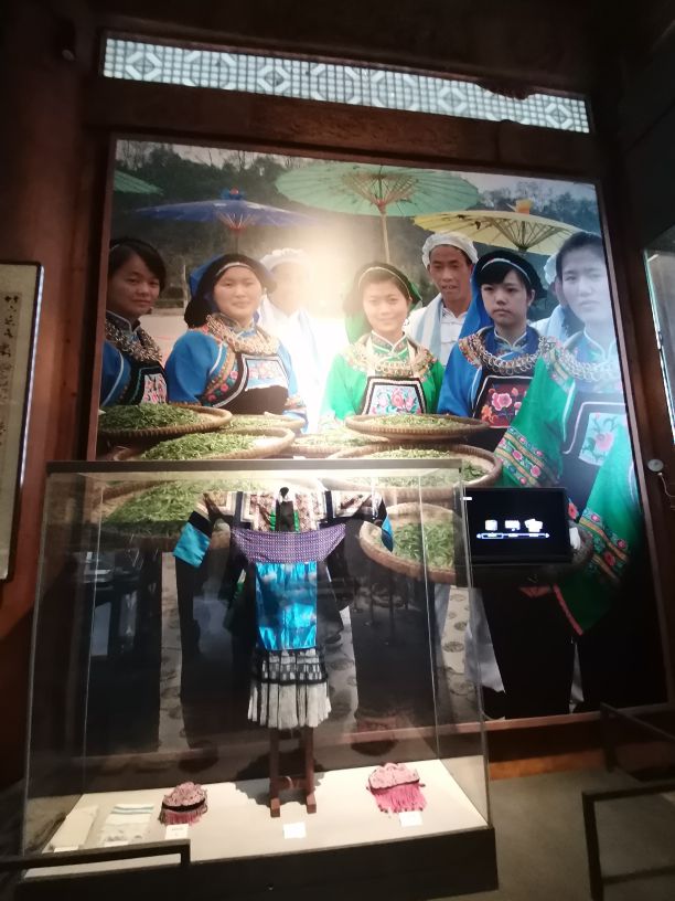 都匀茶旅小镇,都匀毛尖茶园基地游玩