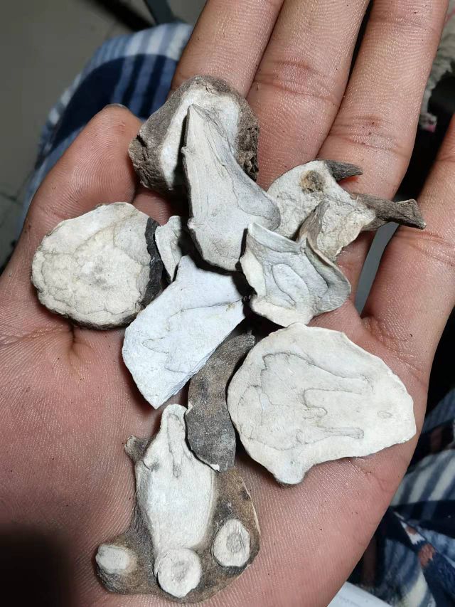 江油附子专卖店,四川江油生附子