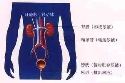 尿路感染尿频尿急尿痛严重吗,尿频尿急尿痛尿路感染