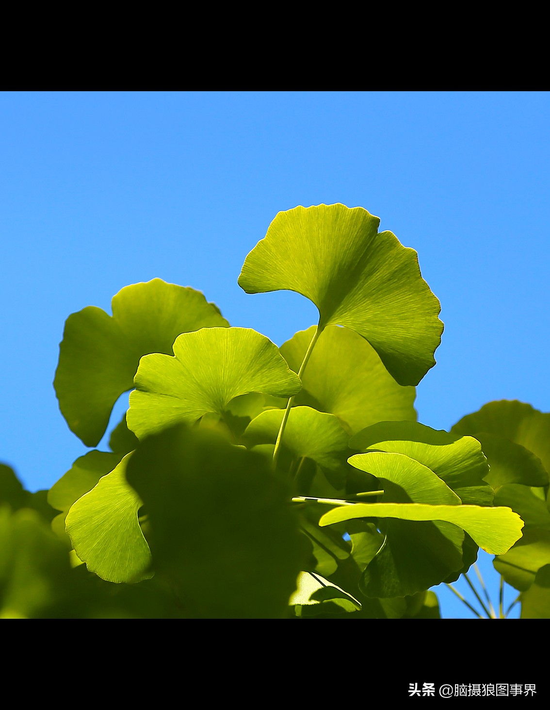 16张照片的风景大片,特别好看的花照片背景图