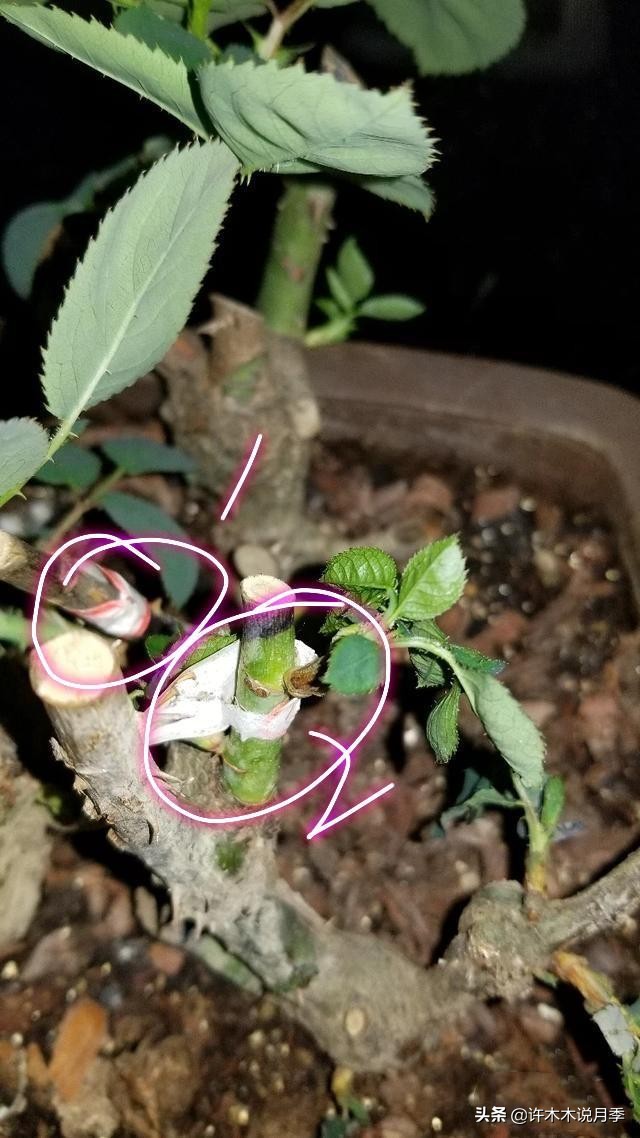 月季老桩容易得根瘤吗,月季老桩买回来要生根粉泡吗