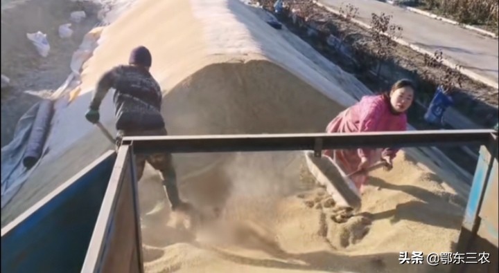 北大荒种2000亩玉米,北大荒农场水稻户