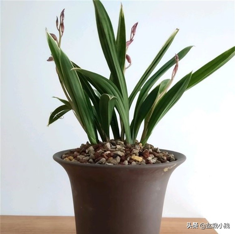 兰花上盆最佳方法,兰花春天多久服盆