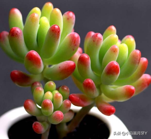 动物成语大集锦，和孩子们来场动物成语飞花令