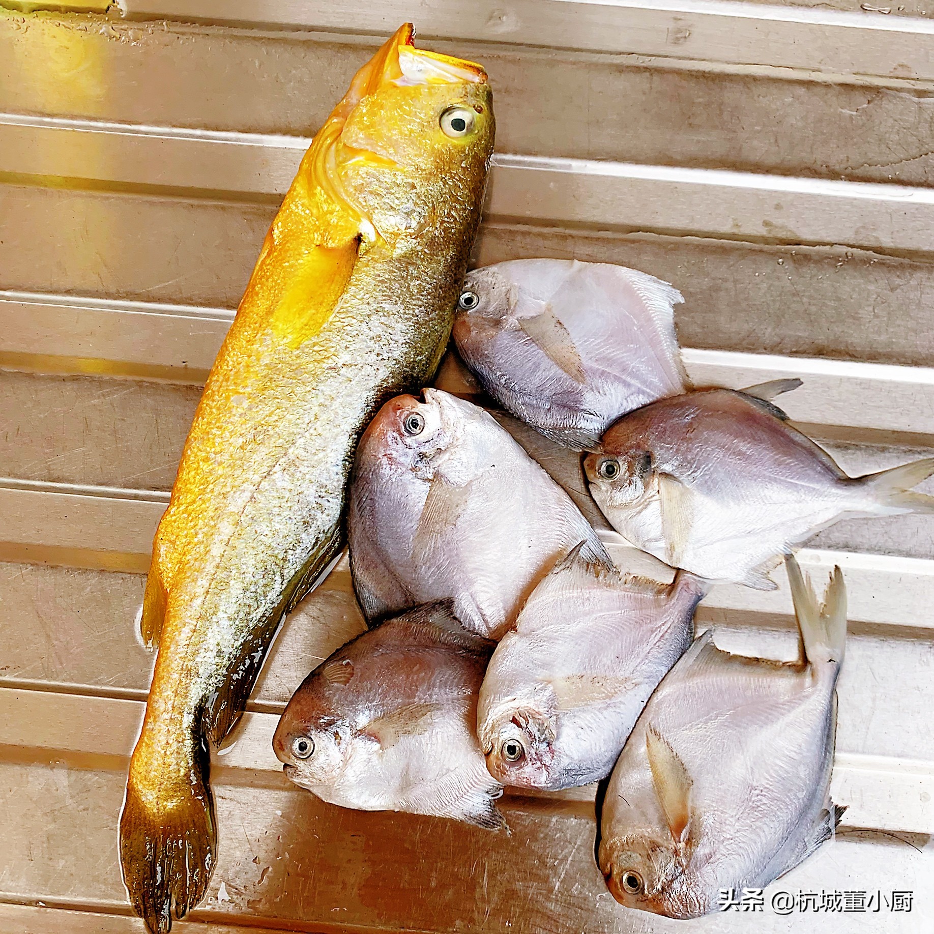 鲳鱼好吃还是黄花鱼好吃,黄花鱼和鲳鱼哪个更适合清蒸