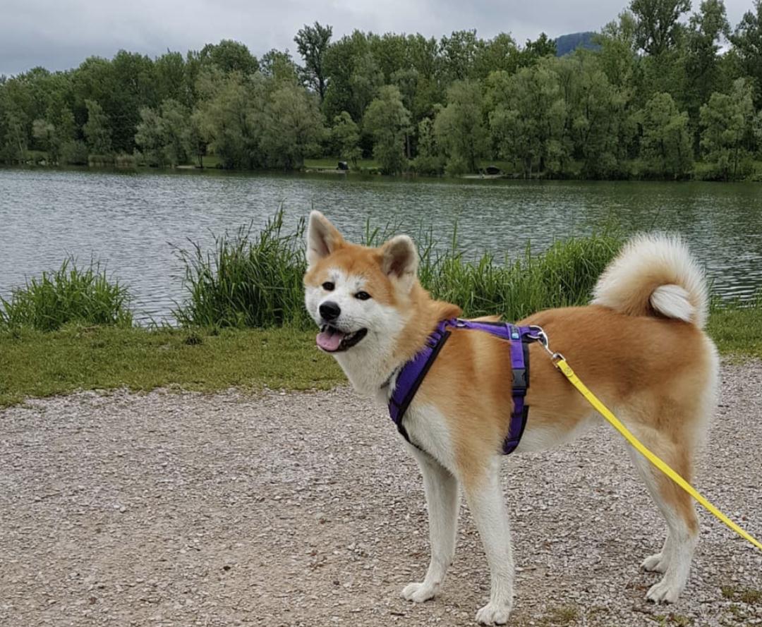 萌犬犬种,惹人喜爱的萌犬