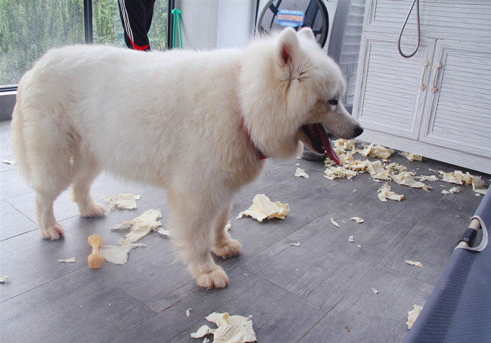 小狗牙齿不小心掉了还能长出来吗,狗狗牙齿意外掉了会长新牙吗