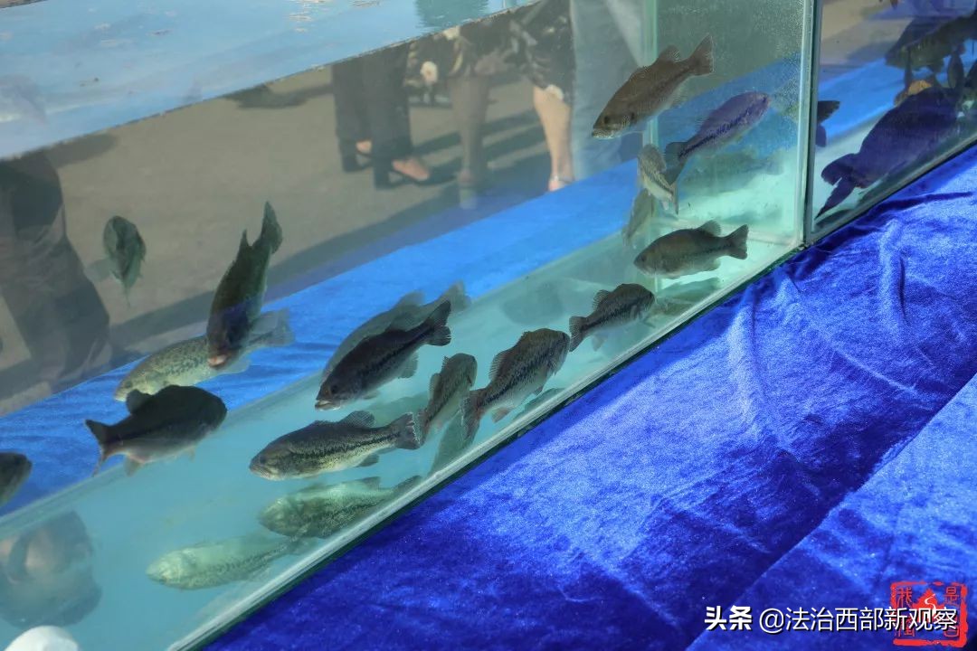 稻花香生态养殖,稻花香种植家庭农场