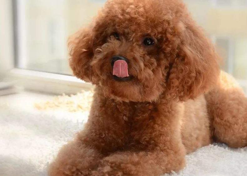 十大公认的最好养的狗泰迪犬,狗狗百科全书泰迪犬