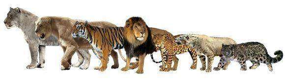 地球最大动物蓝鲸两百吨体重,地球最大的动物是什么动物