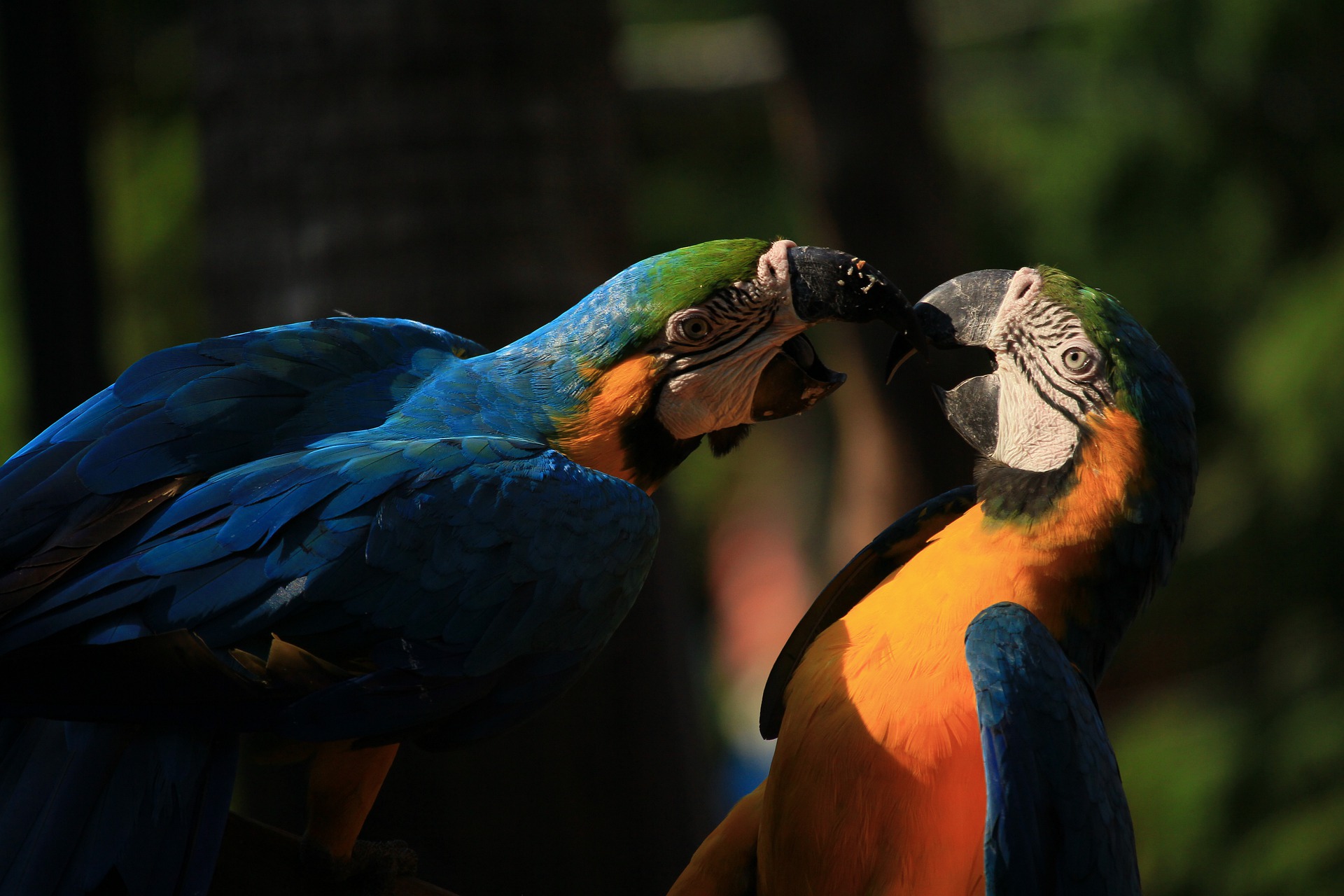 热带雨林中的鸟类大力士——金刚鹦鹉，五彩斑斓且“巧言善辩”