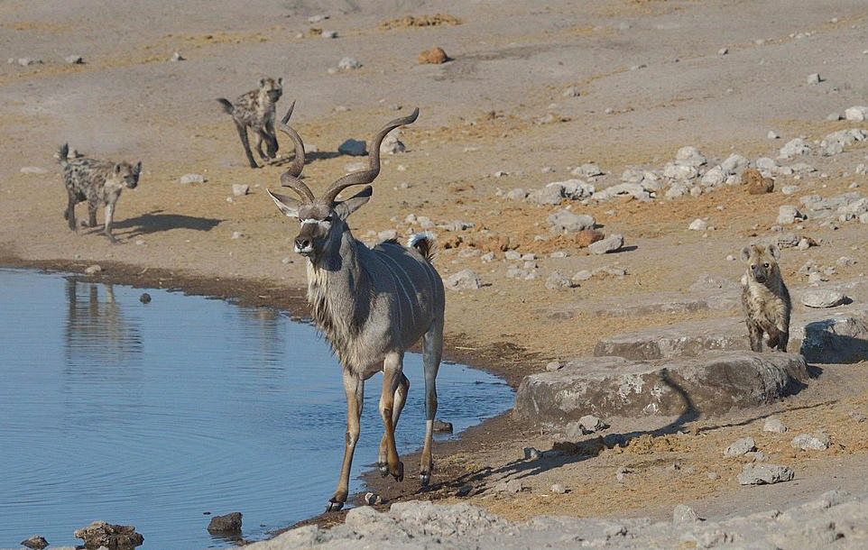 地震来临前动物的行为,动物的异常行为