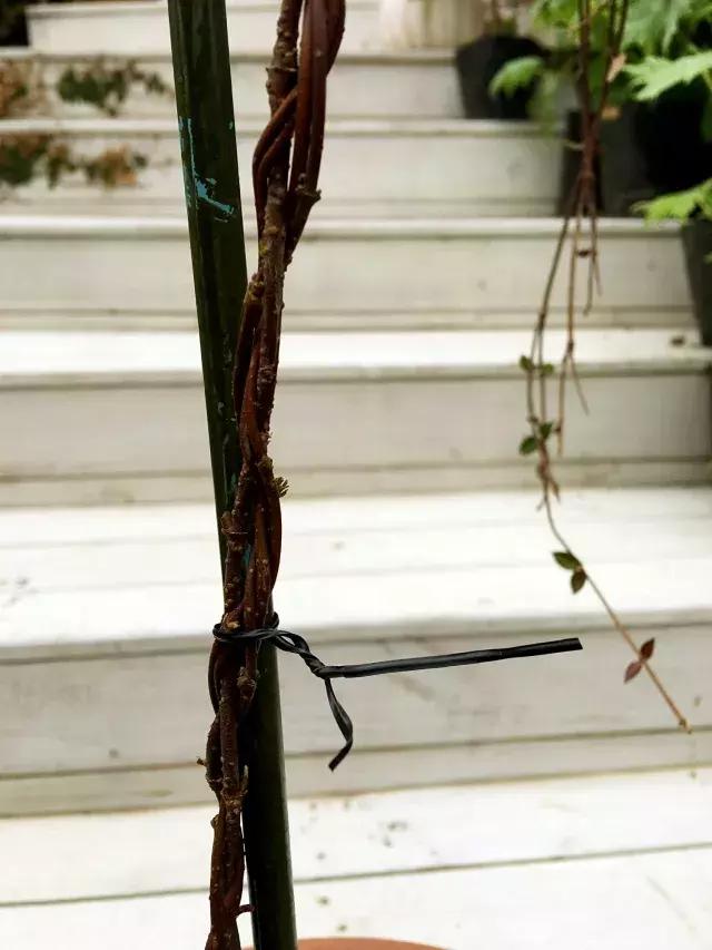 家庭棒棒糖花束制作教程,家庭园艺的制作方法