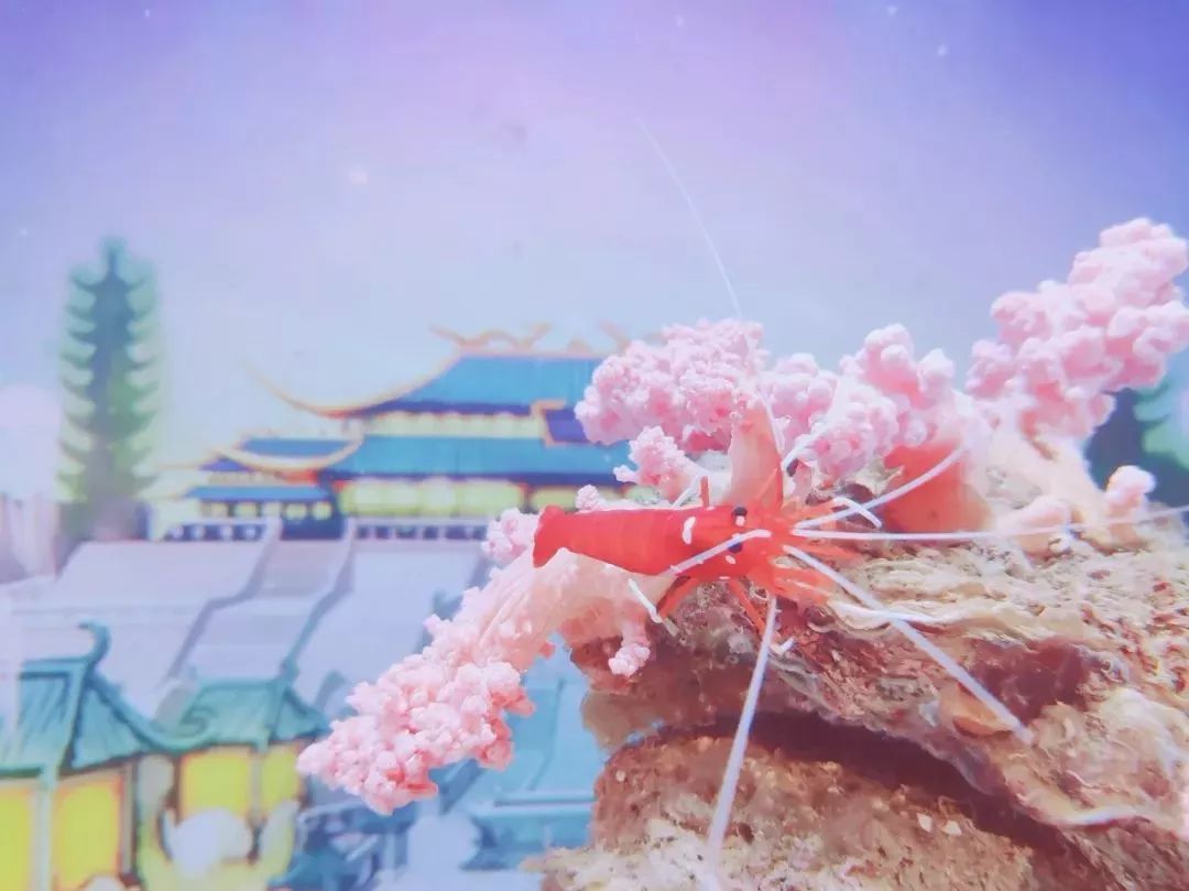 青岛13号线网红景点,青岛最值得去的景点和网红打卡点