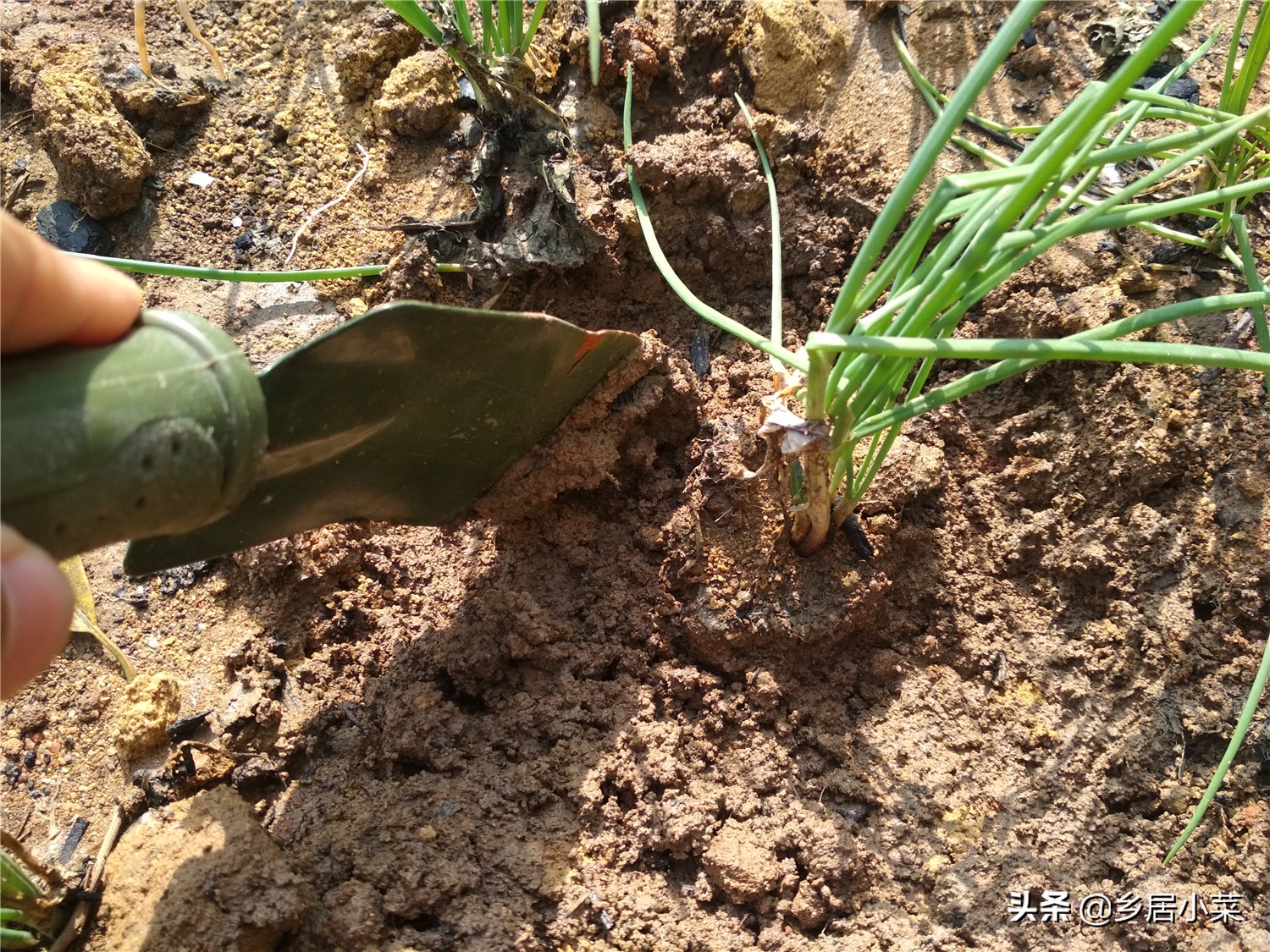 小香葱和葱苗的区别,小香葱幼苗多久才能长得粗壮