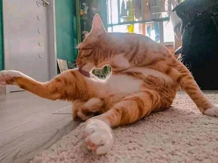 20张让人开怀大笑的猫咪照片,100张有趣猫咪照