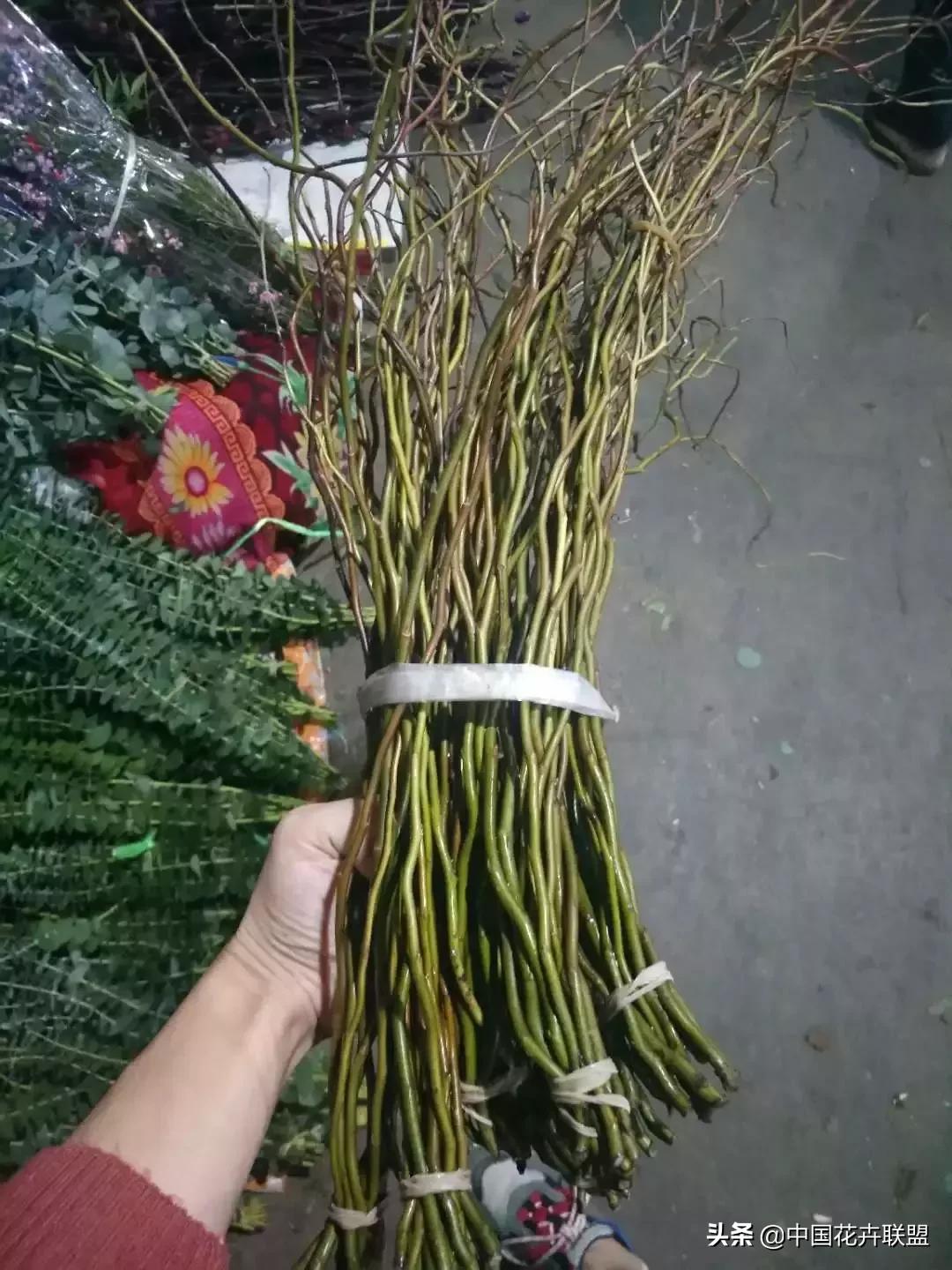 春天花市有哪些花材,便宜又大把的花材有哪些