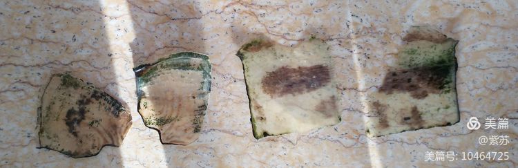 什么乌龟蜕壳,乌龟的退壳