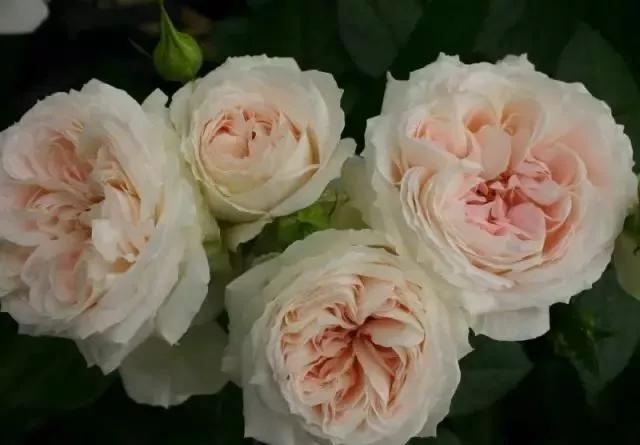 每天一点鲜花小知识,每天学习一点点科普知识