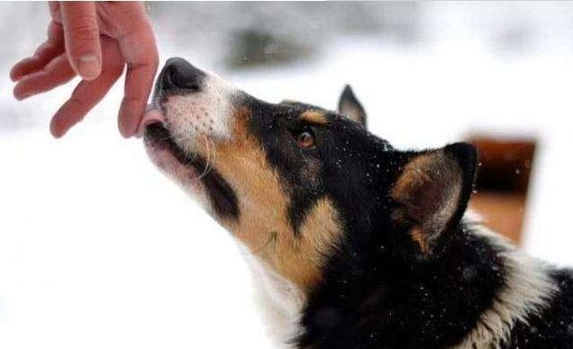 狗狗爱舔这五个部位,狗狗喜欢舔人眼睛