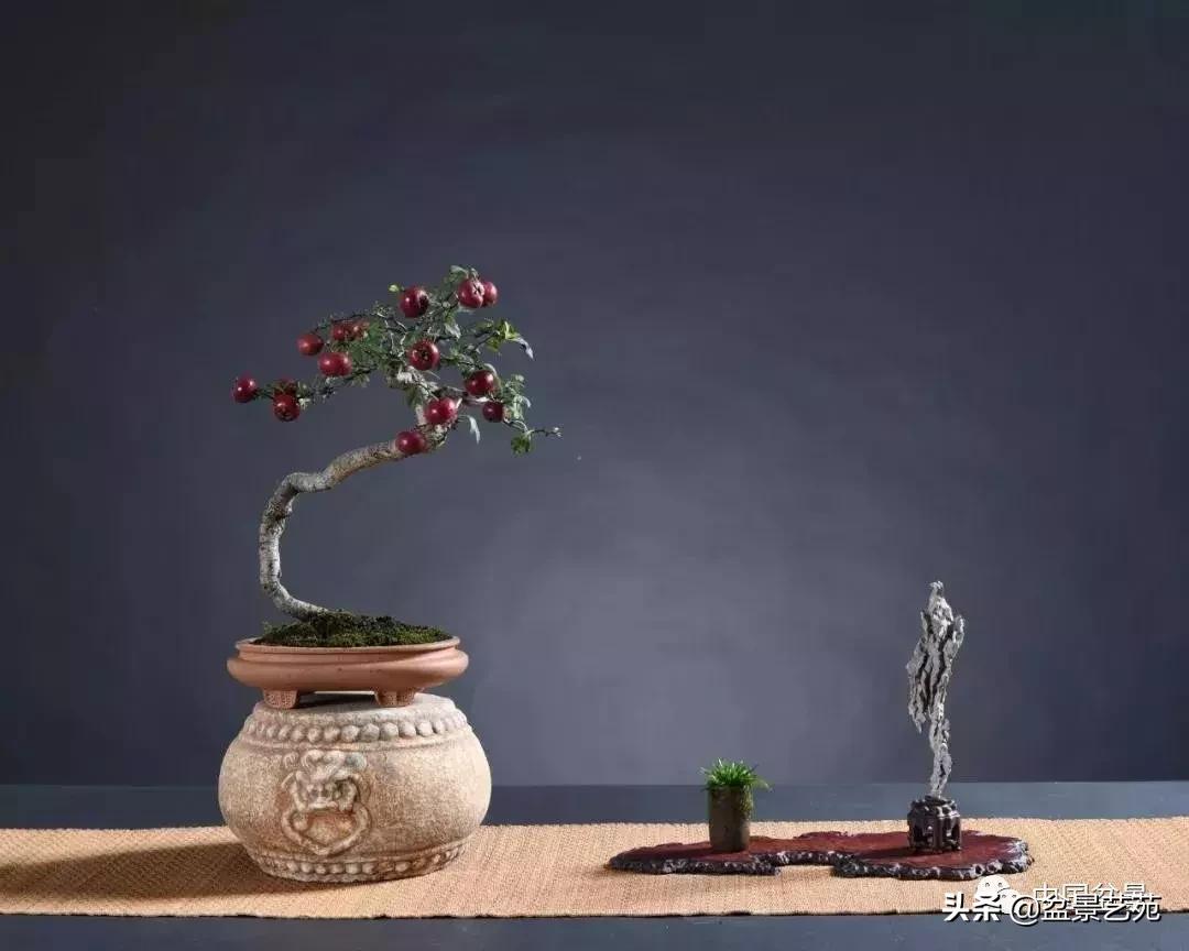 天生好养的36种盆景植物,好养的大盆景植物推荐