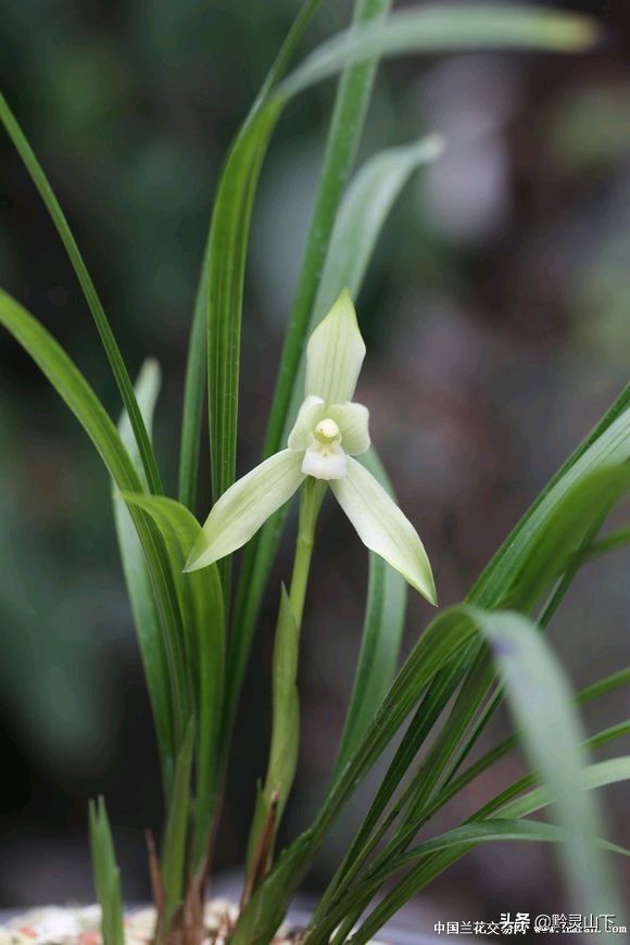 贵州有什么兰花品种啊,贵州兰花品种惠风荷