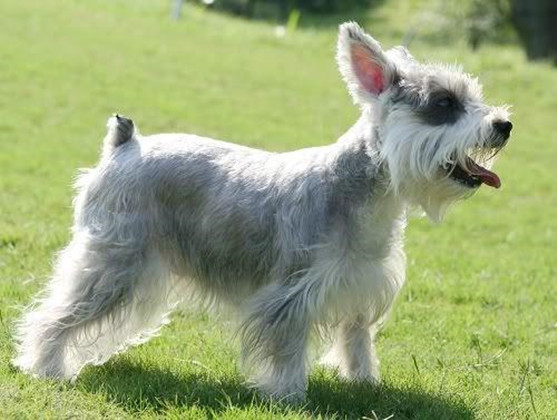 狗狗尿结石自己排出来了怎么办,狗狗尿结石恢复还有点漏尿怎么办